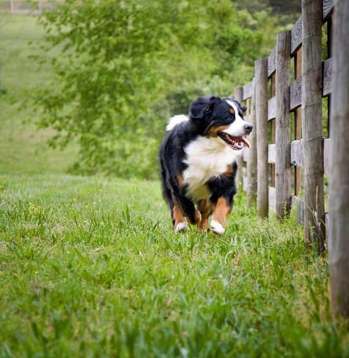 Keep Your Dog From Escaping the Yard