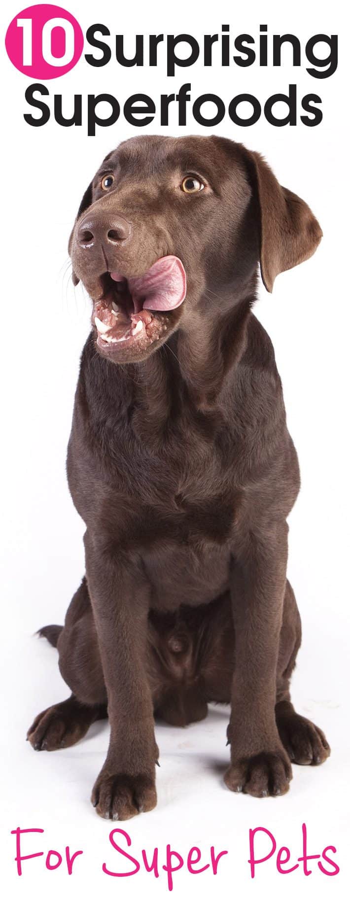 10 Surprising Superfoods for Super Pets