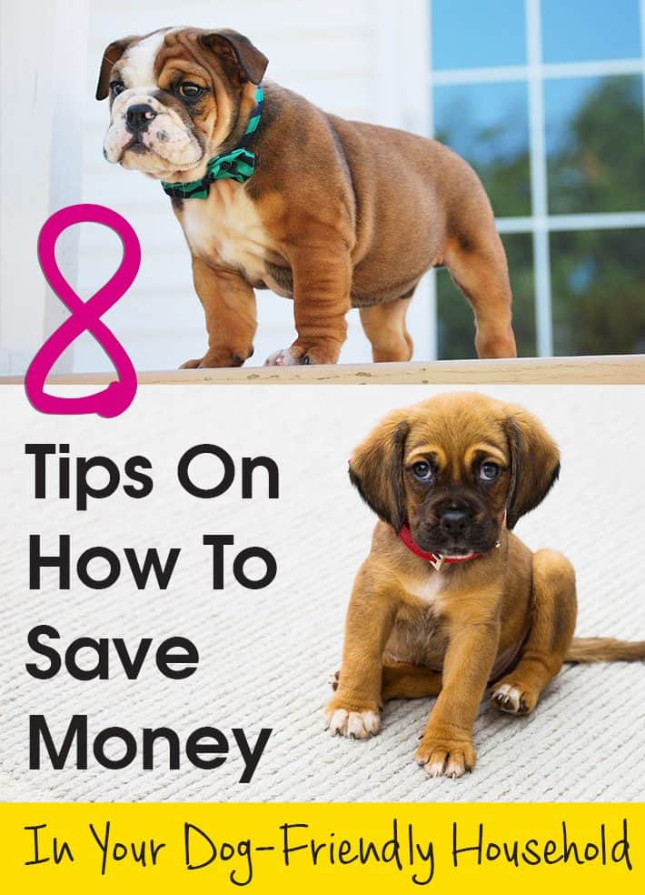 8 Tips On How To Save Money In Your Dog-Friendly Household