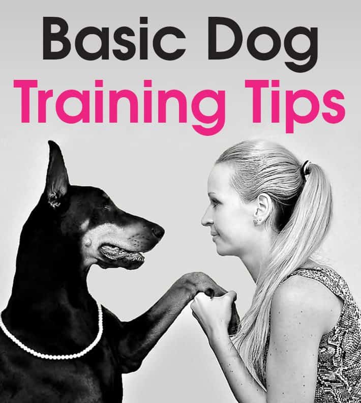 Basic Dog Training Tips