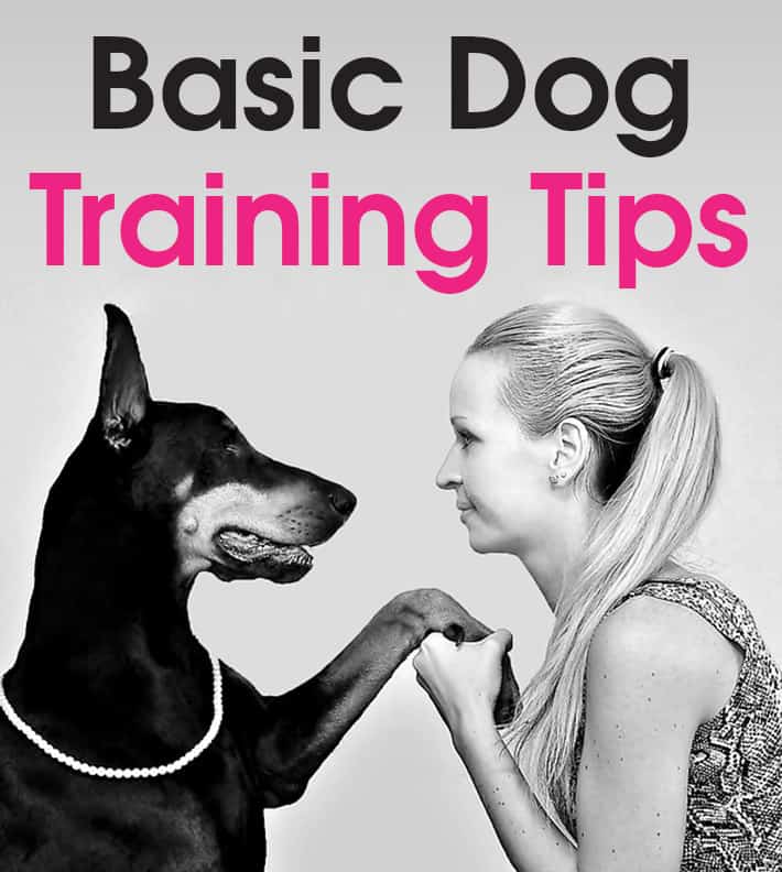 Basic Dog Training Tips.