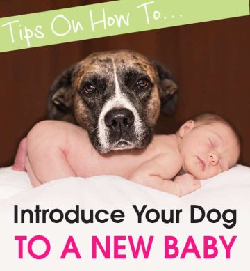 Tips On How To Introduce Your Dog To a New Baby.