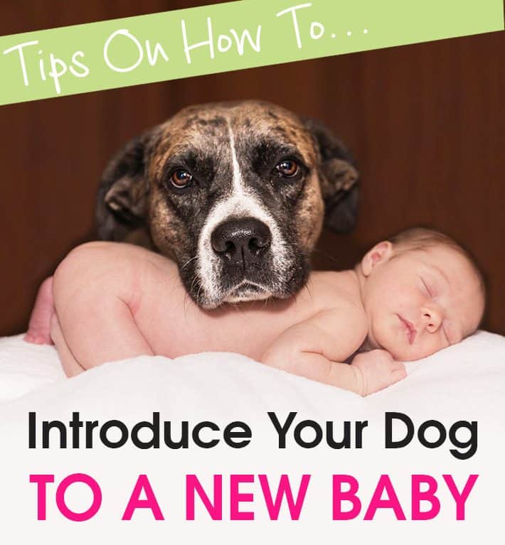 Tips On How To Introduce Your Dog To a New Baby