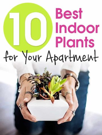 10 Best Indoor Plants for Your Apartment.